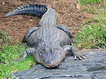 Saltwater crocodile II